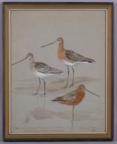 Roland Green, bar tailed godwit, watercolour, signed, 30cm x 24cm, framed Several bugs under the
