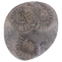 A Jurassic Period pleuroceras hawskerense (young and bird), a group of 3 ammonites on a nodule,