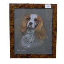 Lilian McCartney, pastels, study of a King Charles Spaniel, 35cm x 30cm overall, framed