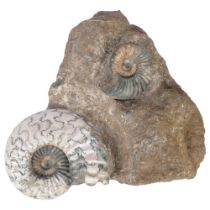 A polished ammonite "asteroceras" Jurassic Period lower lias sinemurian stag, from Conesby Quarry