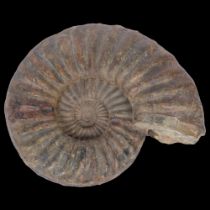 A Jurassic ammonite "asteroceras", lower lias sinemurian stag, from Conesby Quarry Scunthorpe, no