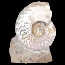 A polished Jurassic ammonite, eparietites, lower lias, sinemurian stag, from Conesby Quarry