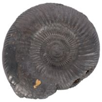 A single ammonite fossil, overpainted black, diameter 15cm