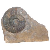 A polished ammonite "asteroceras" Jurassic Period lower lias sinemurian stag, Conesby Quarry
