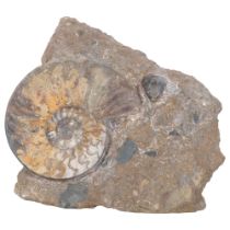 A Jurassic Period ammonite (asteroceras), lower lias sinemurian stag, from Conesby Quarry