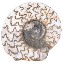 A Jurassic Period polished ammonite, (asteroceras) lower lias sinemurian stag, found Conesby