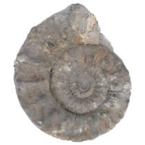 Unpolished ammonite "peltoceras athleta (Philips)", Jurassic Period, callovian stag, possibly