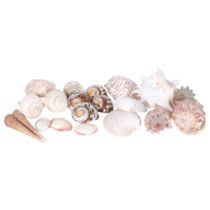 A collection of various decorative ocean seashells including clam, nautilus, conche, turitella