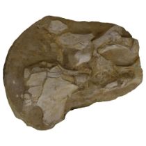 A large prehistoric fossilised dinosaur shoulder bone, Cretaceous Period, length approx 66cm