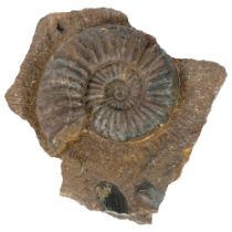 Unpolished ammonite "*asteroceras" Jurassic Period lower lias sinemurian stag, from Conesby Quarry