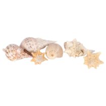 Three large ocean conch shells, including a horned example and three smaller shells of similar type,