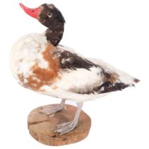 TAXIDERMY - a study of a common shell duck, on naturalistic plinth