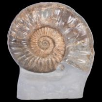 A polished ammonite, Jurassic Period, "asterocerous obtusum" lower lias, obtusum zone, upper