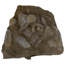 A prehistoric fossilised dinosaur vertebrae, Cretaceous Period, length approx 45cm
