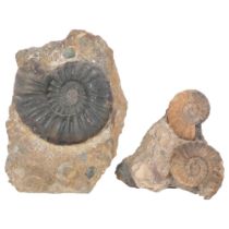 A group of Jurassic Period ammonites, all asteroceras, lower lias sinemurian stag, found Conesby