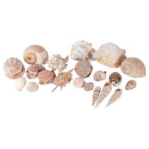A box of various seashells, largest 21cm