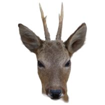 TAXIDERMY - a study of a roe deer's head, mounted on oak shield plaque