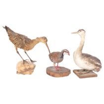 TAXIDERMY - a group of birds including a pheasant, a curlew and a grebe, all on plinths, tallest