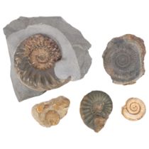 A group of ammonites, including a asteroceras obtusum lower lias from Lyme Regis Dorset, a similar