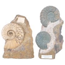 A group of Jurassic Period ammonites (asteroceras and aegasteroceras), both lower lias sinemurian