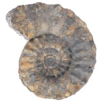Peltoceras athelata (Philips) Jurassic ammonite, Middle Oxford Clay near Milton Keynes, W18cm