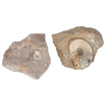 2 Jurassic Period ammonites (eparietites) and (andorgynoceras), found Conesby Quarry and Northcott