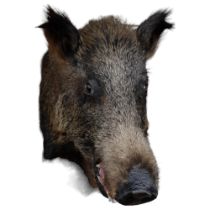 TAXIDERMY - a study of a boar on shield plaque, plaque height 60cm