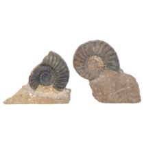 Aegasteroceras, Jurassic Period, 2 ammonites, 1 with stov-in-whorl with brachiopid, both on rock,