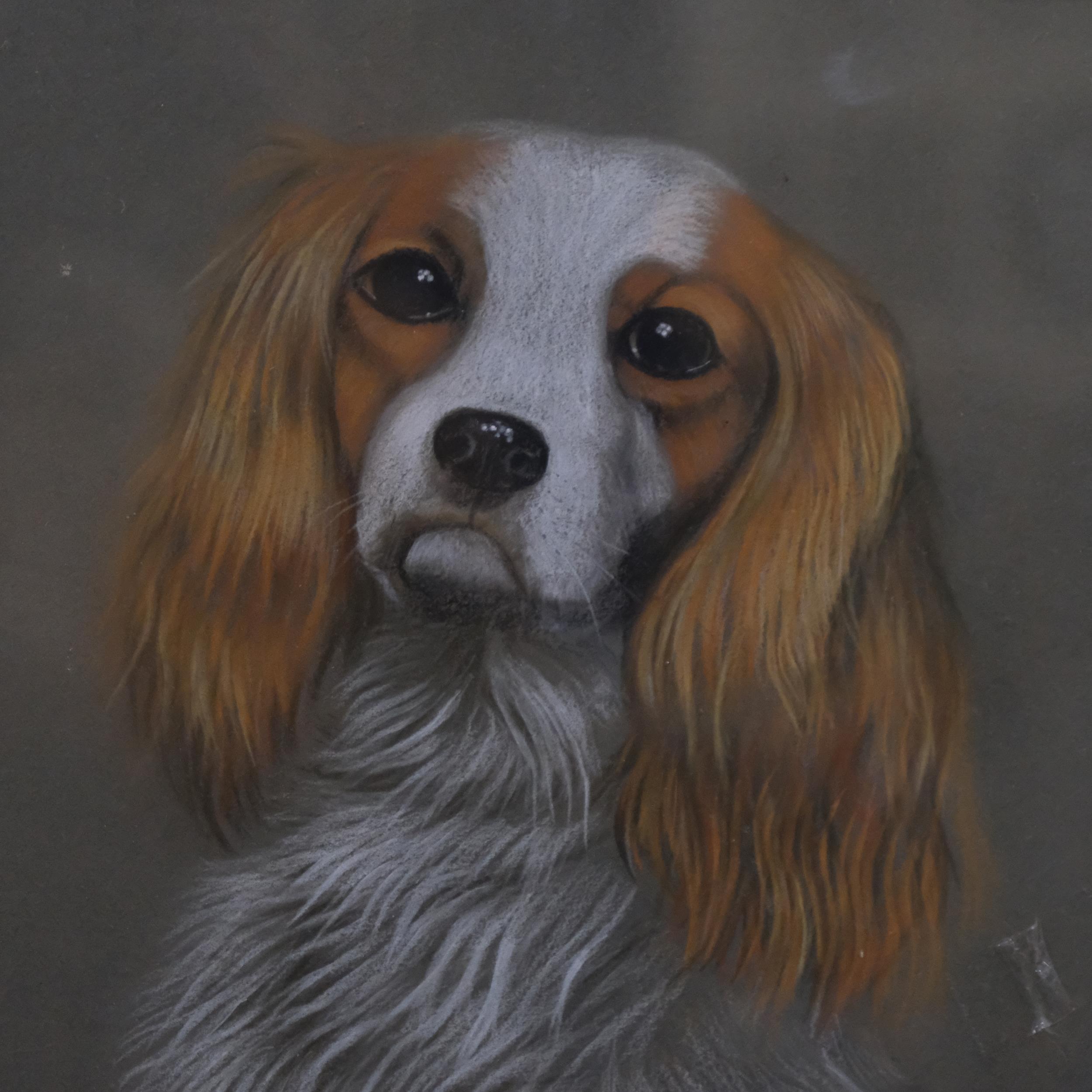 Lilian McCartney, pastels, study of a King Charles Spaniel, 35cm x 30cm overall, framed - Image 2 of 2