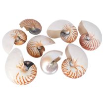 A collection of 8 nautilus seashells, including one disected example