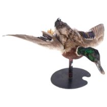 TAXIDERMY - a study of a mallard, mounted on stand in flight, H37cm