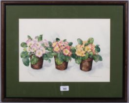 Annie Chambers, 2 still life studies of pot plants, watercolours, signed, largest 28cm x 40cm,