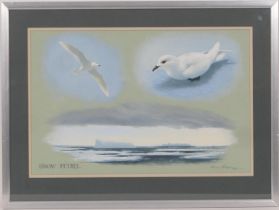 Bruce Pearson (b.1950), 'Snow Petrel', gouache and pencil, signed and dated 1982, 35cm x 53cm (