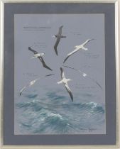 Bruce Pearson (b.1950), 'Wandering albatross', gouache, signed and dated 1981, 43cm x 32cm (Please