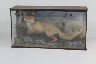 Taxidermy prowling fox, nicely landscaped, in a glazed case, 104cm x 55cm (Please note condition