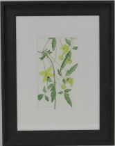 K Rees-Davies (Contemporary), 'Clematis Bill Mackenzie', signed watercolour on paper, 24cm 13.5cm