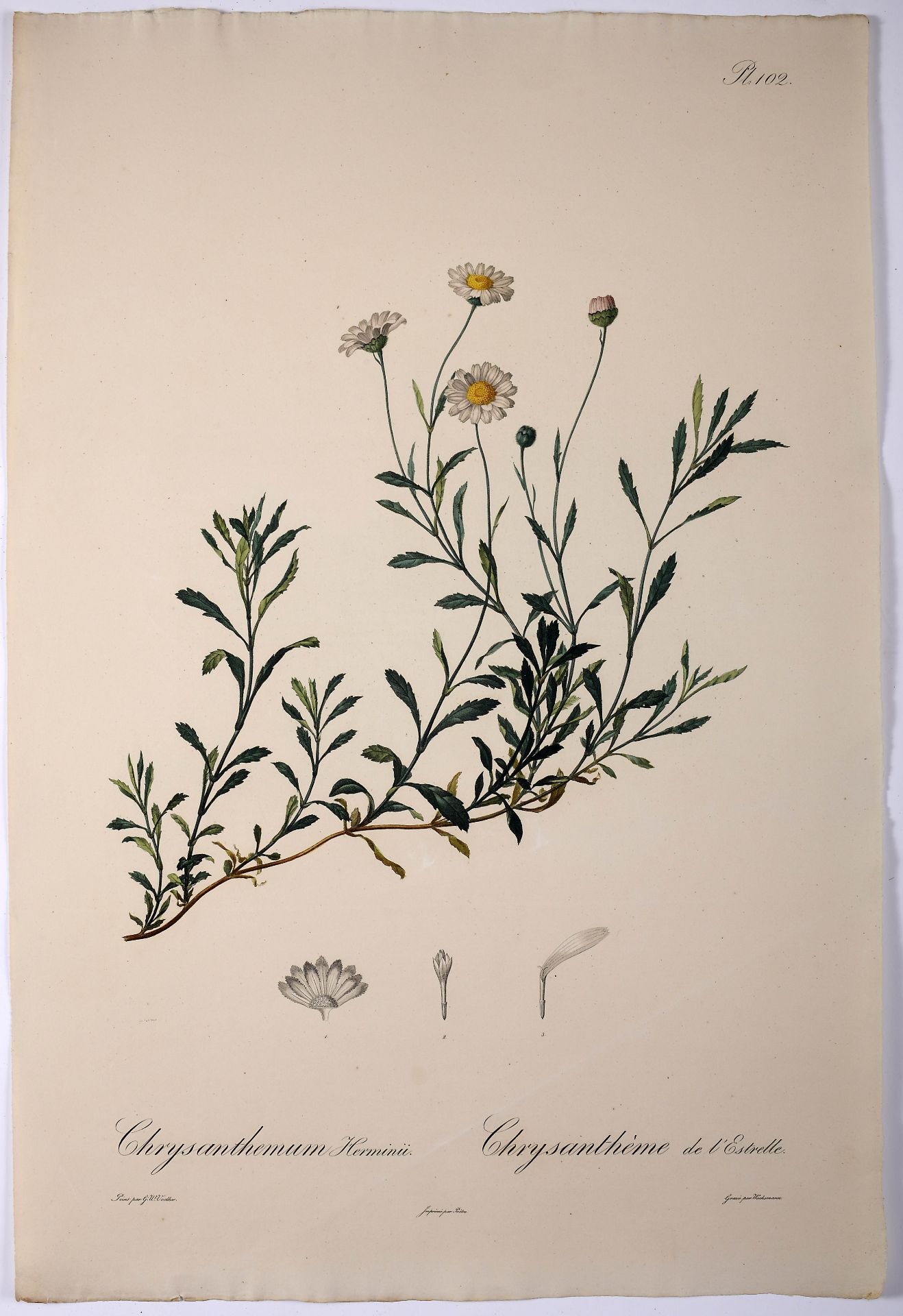Autor:Title / Designation: HOFFMANSEGG, Comte de; LINK, Johann Heinrich Friedrich.- Flore portugaise - Bild 7 aus 10