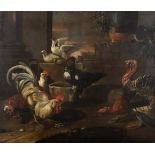 Roosters, turkey and other poultry