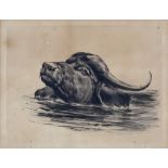 Heywood Hardy (1842-1933) - Pen and ink sketch - Head of a water buffalo, signed, 11ins x 14ins,