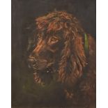 ***Frederick Thomas Daws (1878-1955) - Oil painting - Study of a dog's head wearing green collar,