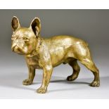 Late 19th/Early 20th Century French School - Bronze - Figure of a standing French bulldog, 5.5ins