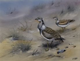 ***George Edward Lodge (1860-1954) - Gouache - "MacQueen's Bustard", signed, 9ins x 11.75ins, framed
