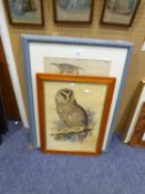 AFTER EDWARD LEAR, THREE COLOUR PRINTS OF OWLS, 21 ½” x 13 ½” (PAIR) AND SMALLER, (3)