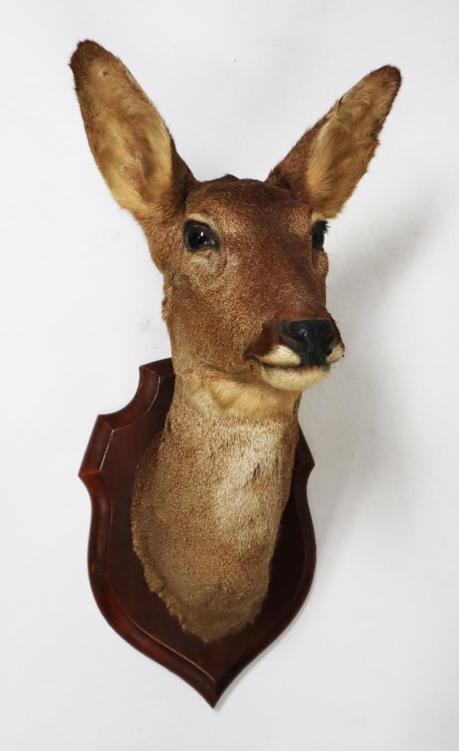 TAXIDERMY: 20TH CENTURY SHIELD MOUNTED ROE DEAR MASK, 20" (51 cm) H