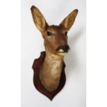 TAXIDERMY: 20TH CENTURY SHIELD MOUNTED ROE DEAR MASK, 20" (51 cm) H