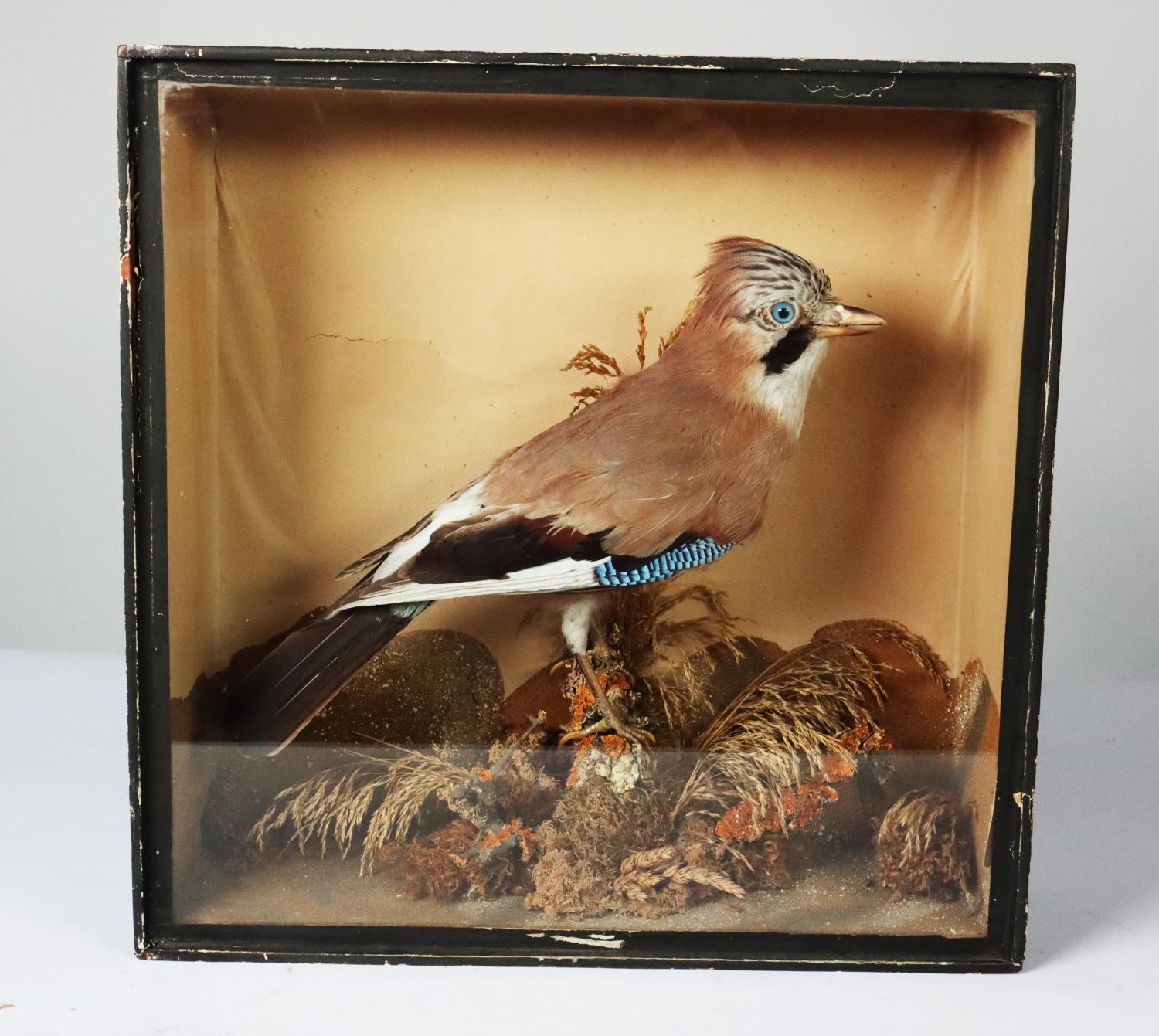 TAXIDERMY, EDWARDIAN CASED SPECIMEN OF A JAY BY G. HALL, ETON, modelled perched with grasses and