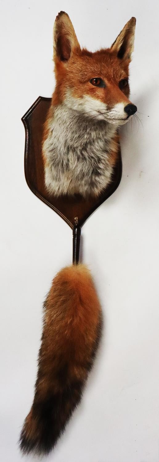 TAXIDERMY: 20TH CENTURY SHIELD MOUNTED FOX MASK AND BRUSH, marked verso for David Hornbrook of DH
