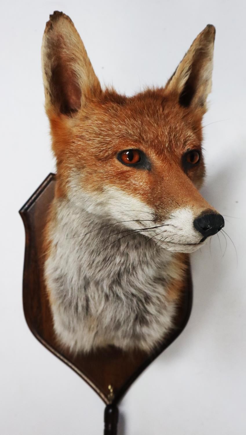 TAXIDERMY: 20TH CENTURY SHIELD MOUNTED FOX MASK AND BRUSH, marked verso for David Hornbrook of DH - Image 2 of 2