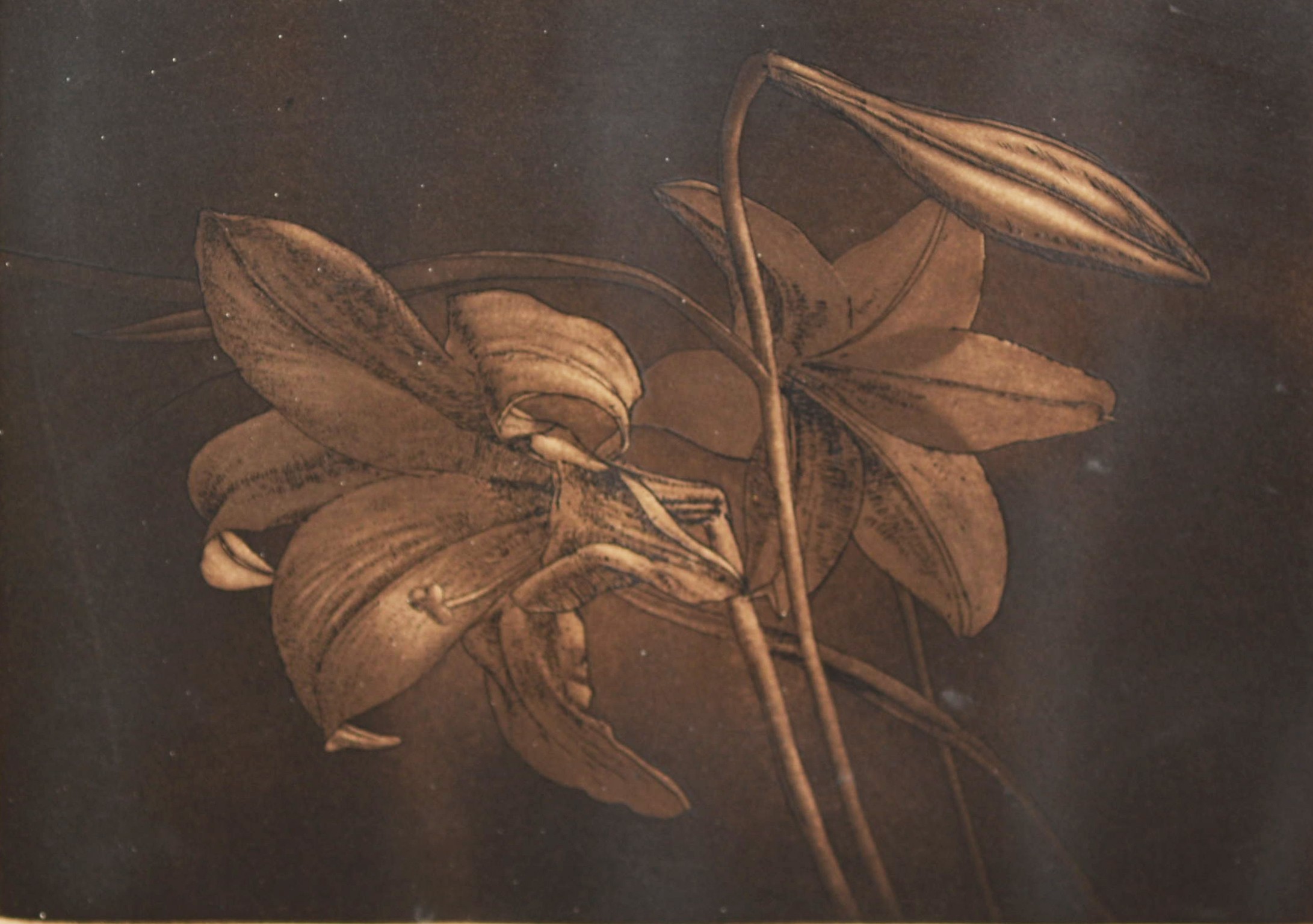 NORMAN STEVENS (BR., 1937-1988) Lillies {sic} Limited edition mezzotint, numbered 131/150 lower