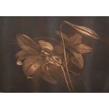 NORMAN STEVENS (BR., 1937-1988) Lillies {sic} Limited edition mezzotint, numbered 131/150 lower